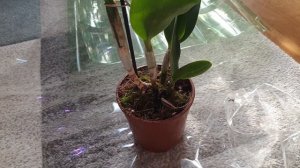 Орхидеи Cyrtochilum meirax, Cattleya Village Chief Green Genius, распаковка.