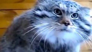 Большой манул дома