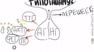 What is ГИПОФИЗ? - Что такое гипофиз? Строение и функции гипофиза