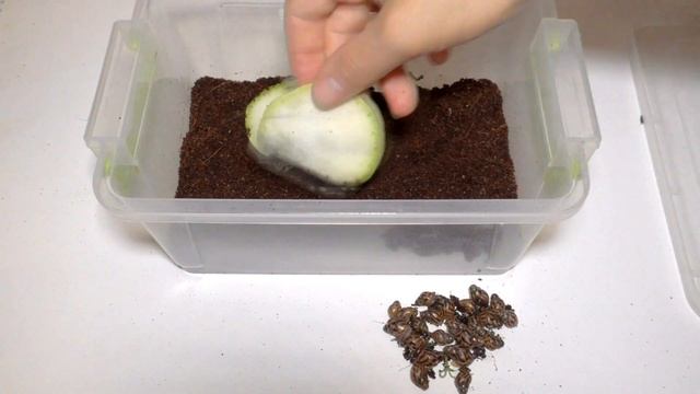 Улитки ахатины - размножение #2. Разведение улиток в домашних условиях смотреть онлайн