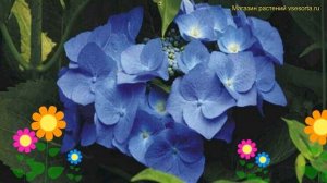 Гортензия крупнолистная блю вейв. Краткий обзор, описание характеристик, где купить саженцы Blue Wa