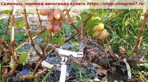 ГФ винограда Шанс - на прививке двумя почками. Форма ультраранняя, с мускатом и крупными ягодами.