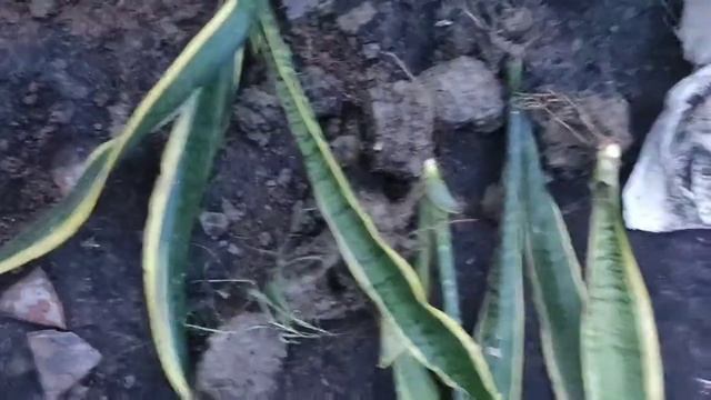 Snake ?plants! Sansevieria trifasciata! How to separate snake plants! Garden? care! смотреть онлайн