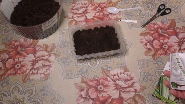 Посадка листового и черешкового сельдерея