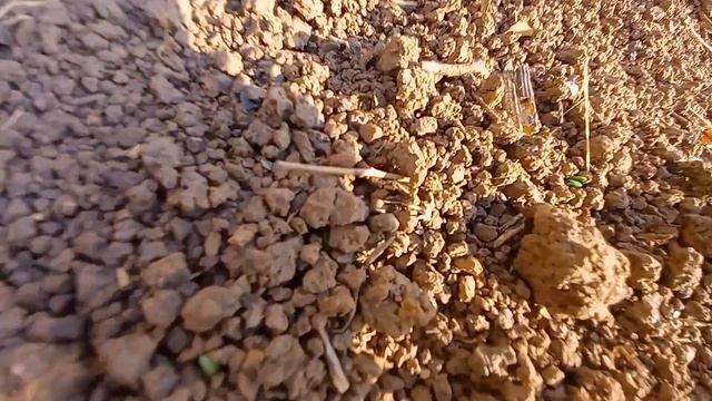 Едем на дачу кормить куриц. Что с ними случилось? ? смотреть онлайн