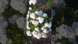 Suhumka первое цветение в моём саду.