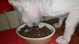 Сфинкс ест сухой корм