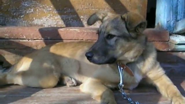 Герда щенок 5 месяцев смотреть онлайн