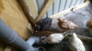 @10 суточная норма кормов для кур несушек, 140гр. миф или реальность