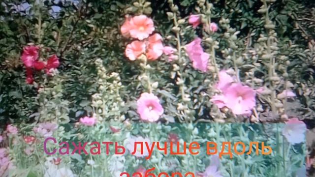 МАЛЬВА от А до Я смотреть онлайн