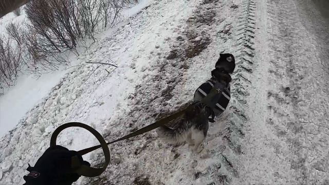 Первая тренировка собаки Хаски. Команда "вперед" в каникроссе