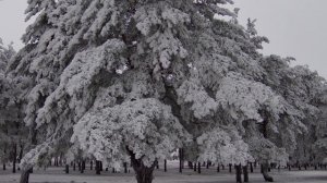 Зимний сказочный лес. Зимние пейзажи в 4к 2160р 60fps. Зимние футажи. Релакс-видео.