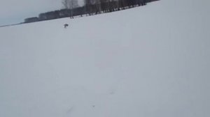 Снегоходы погоня за лисой