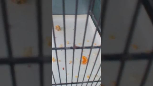 Уход за попугаем жако) смотреть онлайн