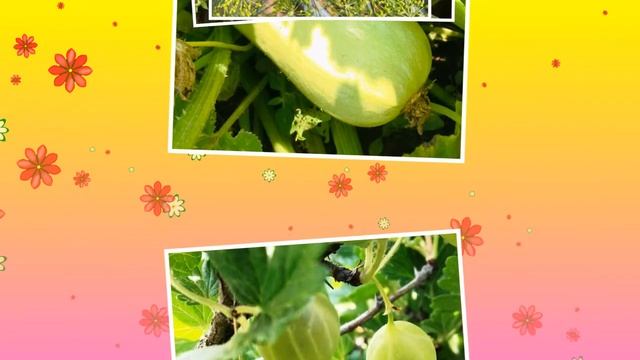 Красивые фото плодов из сада Нажии Хусаиновой смотреть онлайн