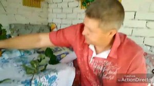 Кролики породы Серебро.