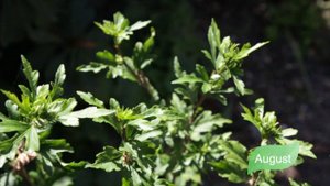 Hibiscus syriacus Lady Stanley from March to November. Гибискус сирийский древови́дный Lady Stanley