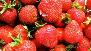 Земляника садовая Белруби (fragaria ananassa) ? Белруби обзор: как сажать, рассада земляники Белруб