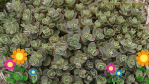 Очиток гибридный Лайм Зингер. Краткий обзор, описание характеристик sedum Lime Zinger