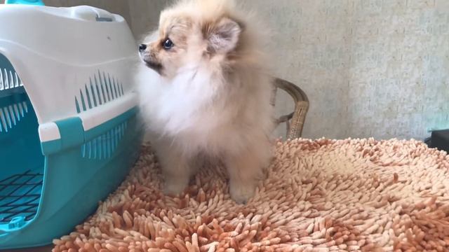 Вес щенка шпица в 4,5 месяца? смотреть онлайн