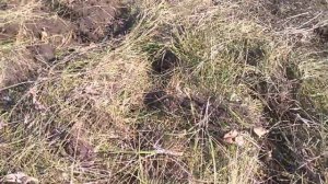 дисковое лущение целинной дернины агрегатом МТЗ 82 + АГ 2,4