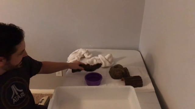 How to set up a Ball Python Cleaning Routine 2020!