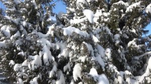 «НАСТОЯЩАЯ ЗИМА» Потрясающая, очень красивая зимняя музыка Сергея Чекалина! Очень нравится для души