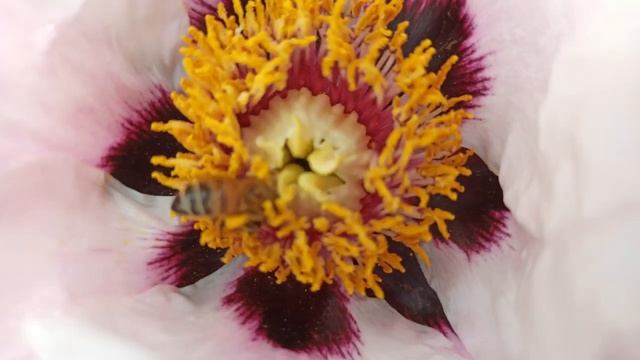 ПИОН: бело-розовый пион цветёт! Peony Flowers - цветок пиона, весна 2020