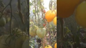 Обзор томата Золотые купола.