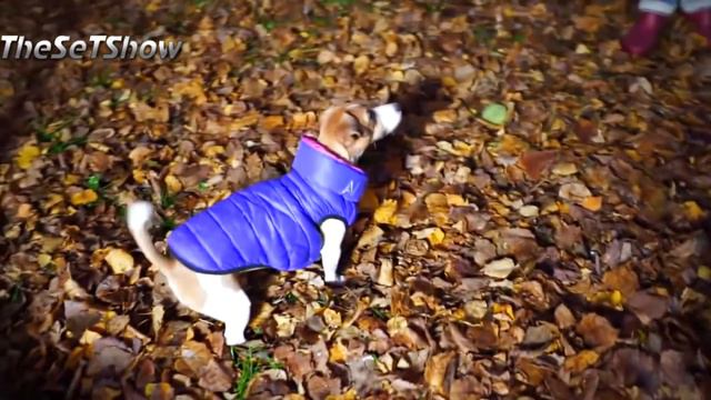 ЭЛЛИ ДИ  Elli Di  ПОЧЕМУ ЕЁ ТАК НЕНАВИДЯТ?! 