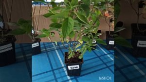 Питомник " Аннабель" Обзор посылки с Гортензиями