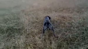 Дратхаар 8 месяцев.