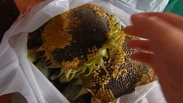 Ежемалина.Черенки смородины укоренились.Варим кукурузу и болтаем. смотреть онлайн