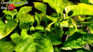 Каролина Рипер красная. Дни 211-225. Рост перца.