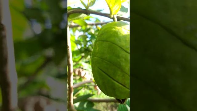 Sweet and Sour: Pink Guava ( Psidium guajava )