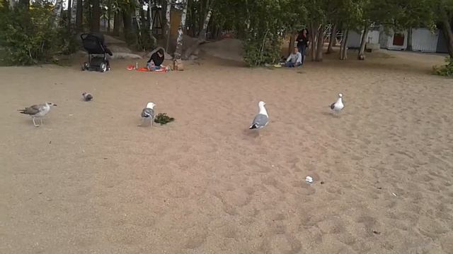 Птицы.Небольшие фрагменты из жизни чаек на берегу озера Боровое смотреть онлайн