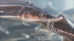 Стерлядь для пруда - оригинальный обитатель дачных прудов, зимует и вкусная :)