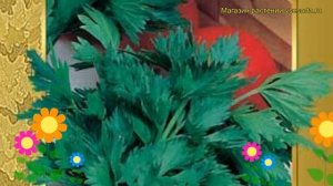 Сельдерей листовой Самурай. Краткий обзор, описание характеристик, где купить семена Samuray