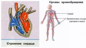 Окружающий мир 3 класс. ТЕМА "КАК РАБОТАЕТ НАШ ОРГАНИЗМ" с.52-55 Перспектива ч.2