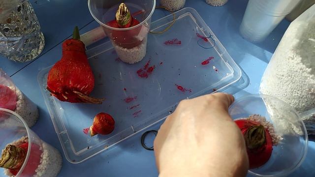 22.03.21.Гиппеаструмы .. наращивание корней в перлите. 2 часть смотреть онлайн