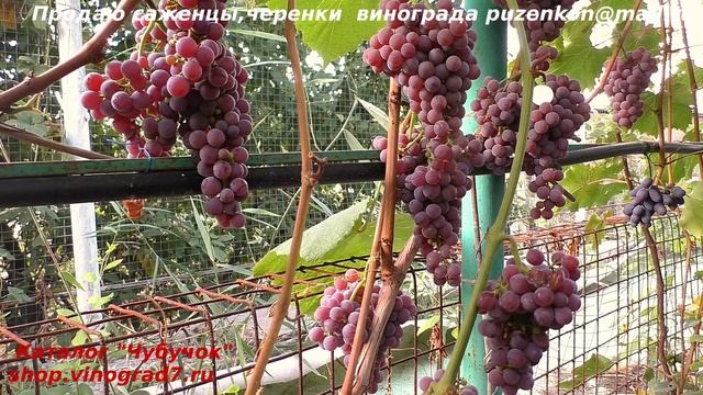 Виноград КИШМИШ РИЛАЙНС ПИНК СИДЛИС ранний с землянично-клубничным вкусом ягод. (Пузенко Наталья) смотреть онлайн