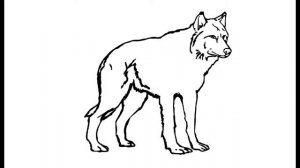 Как нарисовать Волка. Раскраска Волк для детей