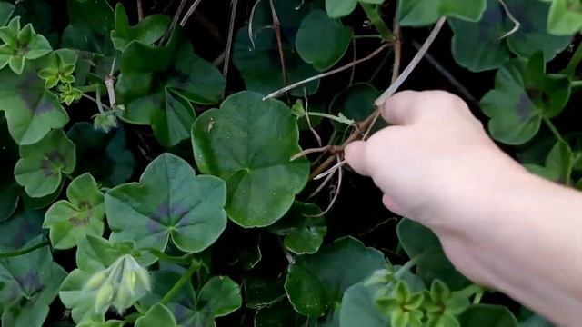 Плющелистная пеларгония в виде живой изгороди смотреть онлайн