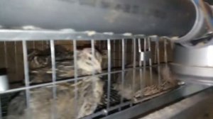 тест шнековой кормушки для перепелов (вариант 2  доработанный)