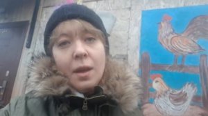 Курицы перестали нести яйца.Что делать?Куриная планерка???