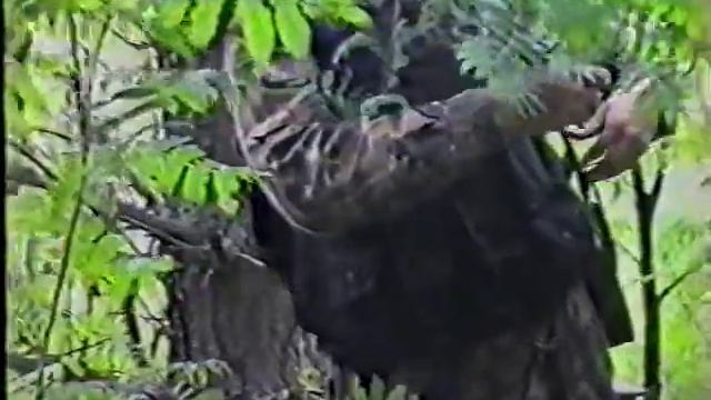 Тренировка СОБР, тактические учения. Боевая подготовка спецназа. смотреть онлайн