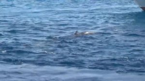 Египет Хургада - дешёвые экскурсии.