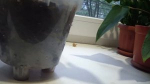 АНТУРИУМ спустя ТРИ месяца в субстрате для ОРХИДЕЙ .