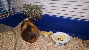 Нужна ли вам морская свинка. Что нужно знать перед покупкой морской свинки