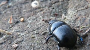 Жук навозник обыкновенный, Dung Beetle